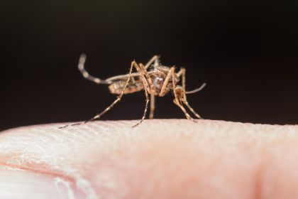 Lotta alla zanzara – anno 2024