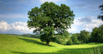 Alberi per la Pianura Veneta Alberi per la Pianura Veneta
