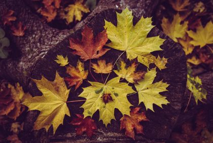 Concerto d'autunno