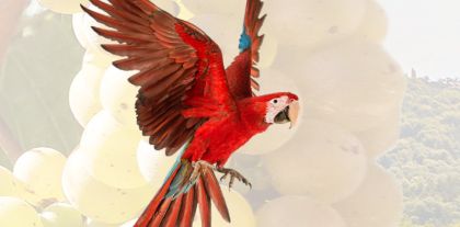 62^ Mostra Ornitologica 62^ Mostra Ornitologica