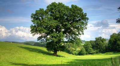 prato verde e albero