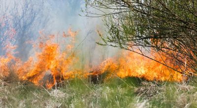 Incendio nel bosco